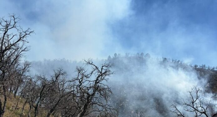 Incansable esfuerzo de más de 100 combatientes forestales en la atención al incendio forestal en Tarachi
