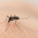 *Llama Salud Sonora a reforzar medidas preventivas contra el dengue tras las lluvias*