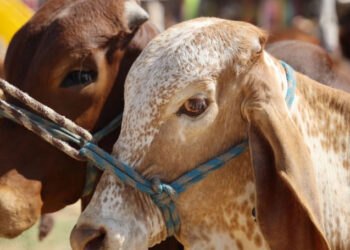 Cierre de frontera por gusano barrenador impulsa auge de carne de res en México y pesimismo en Texas