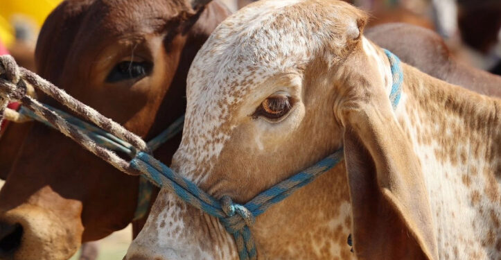Cierre de frontera por gusano barrenador impulsa auge de carne de res en México y pesimismo en Texas