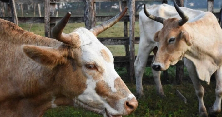 Suspenden en EU exportaciones de ganado vivo a México por nuevos casos de gusano barrenador