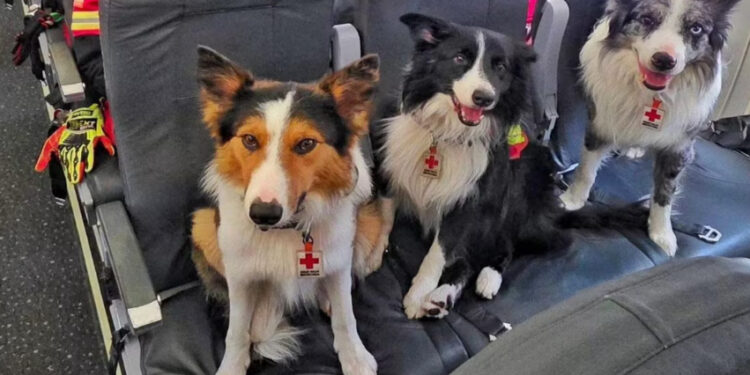 Orly, Balam y Kenai: Los perritos rescatistas mexicanos que viajan a Venezuela para buscar sobrevivientes