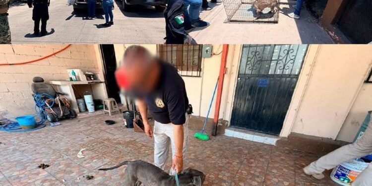 *En Guaymas, rescatan a canino durante cateo por probable maltrato animal*