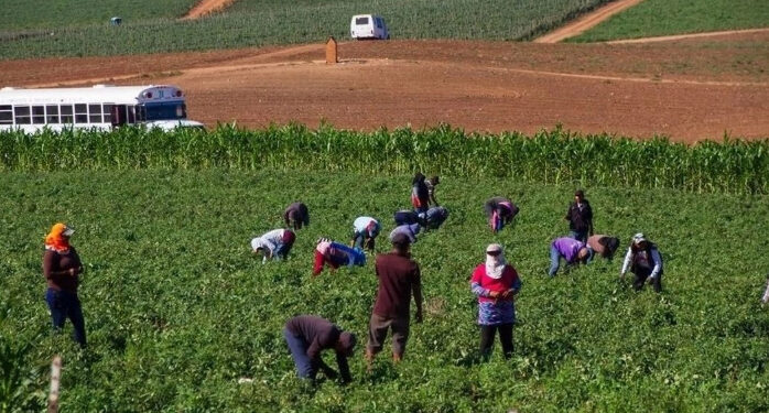 Gobierno entregará 40 mil pesos a 36 mil familias jornaleras de San Quintín, anuncia Sheinbaum