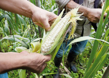 México será el quinto mercado con más demanda de maíz y principal importador en 2035