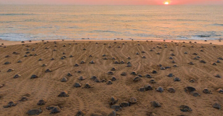 Nacen 6.7 millones de tortugas marinas en las playas michoacanas