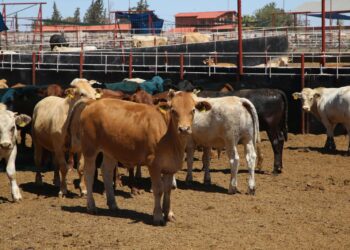 Será Sonora el primer estado donde reabran la exportación de ganado hacia Estados Unidos