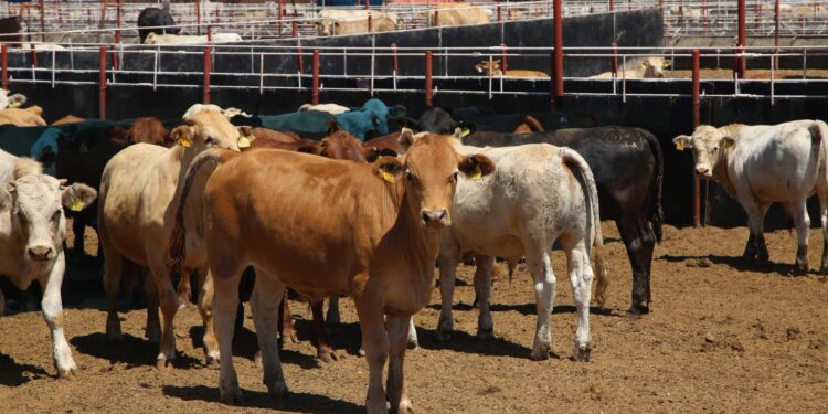 Será Sonora el primer estado donde reabran la exportación de ganado hacia Estados Unidos