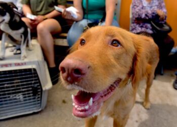 Invitan a campaña gratuita de baños contra garrapatas y consulta veterinaria