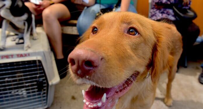 Invitan a campaña gratuita de baños contra garrapatas y consulta veterinaria