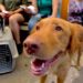 Invitan a campaña gratuita de baños contra garrapatas y consulta veterinaria