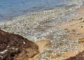 Reportan mortandad de peces en costas de Puerto Morelos, QR; la atribuyen al sargazo