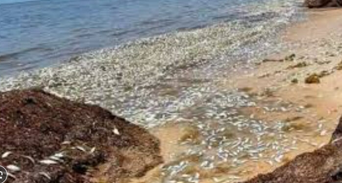 Reportan mortandad de peces en costas de Puerto Morelos, QR; la atribuyen al sargazo