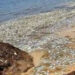 Reportan mortandad de peces en costas de Puerto Morelos, QR; la atribuyen al sargazo