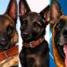 URCO, ZEUS Y MAGIC SON LOS NOMBRES DE LOS CANES QUE INTEGRAN LA UNIDAD K9 DE LA SSPM