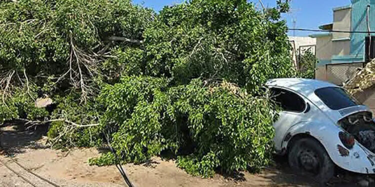 Atiende 52 reportes de daños por lluvia y viento; Personal de Protección Civil Municipal