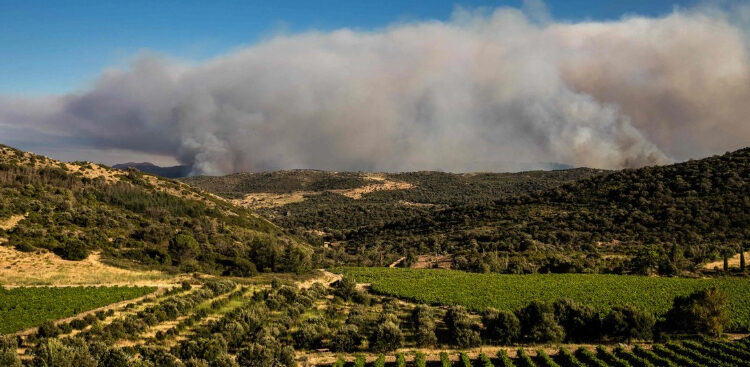 La sequía merma las perspectivas de la cosecha de vino en Francia